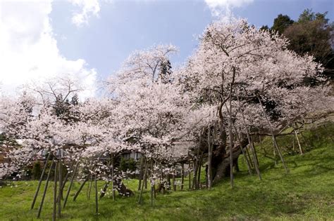 臥龍桜 開花状況|臥龍桜｜花見特集202